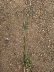 Digitaria monodactyla