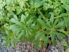 Galium aparine