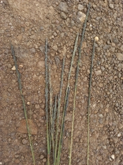 Digitaria monodactyla