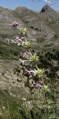 Morina persica