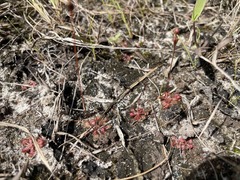 Drosera capillaris