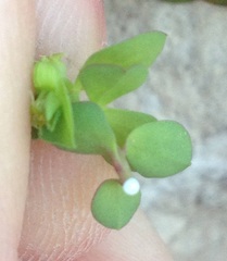Euphorbia peplus