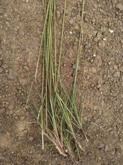 Digitaria monodactyla