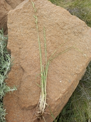 Bromus catharticus catharticus
