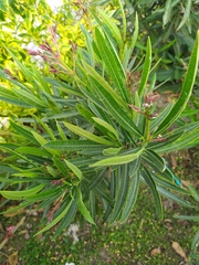 Nerium oleander