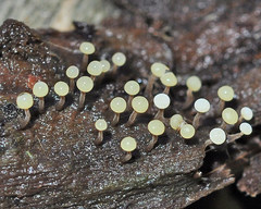 Physarum leucophaeum