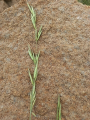 Bromus catharticus catharticus