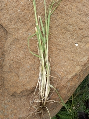 Bromus catharticus catharticus
