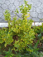 Duranta erecta