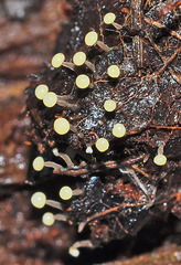 Physarum leucophaeum