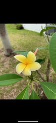 Plumeria