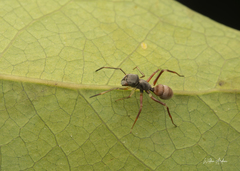 Myrmarachnini