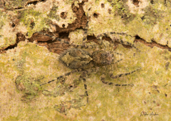 Phaeacius fimbriatus