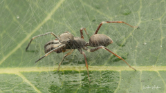 Myrmarachnini