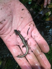 Plethodon vandykei