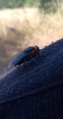 Osca lata