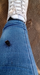 Osca lata