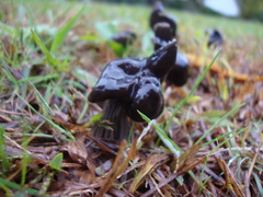 Gyromitra