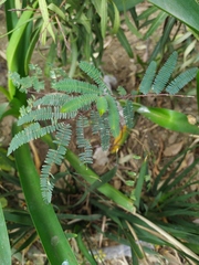 Paraserianthes lophantha