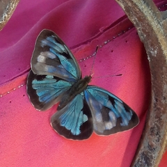 Dynamine postverta postverta