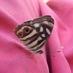 Dynamine postverta postverta