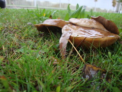 Suillus bellinii