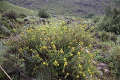 Euryops tysonii