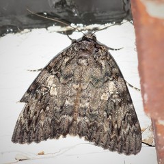 Catocala umbrosa