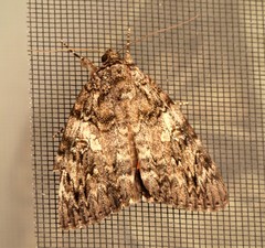Catocala umbrosa