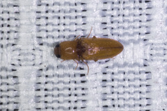 Cardiophorinae