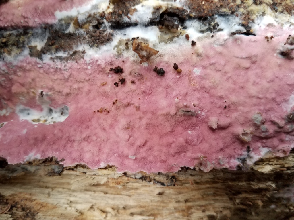 mauve waxpore