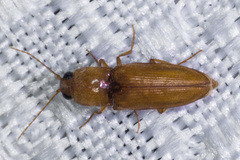 Cardiophorinae