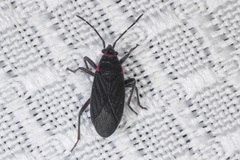 Melacoryphus rubicollis