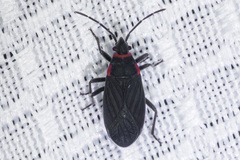 Melacoryphus rubicollis