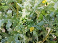 Senecio vulgaris