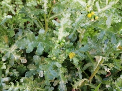 Senecio vulgaris