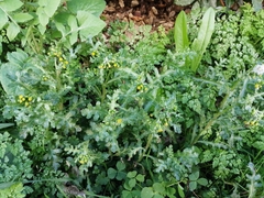 Senecio vulgaris