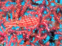 Oxycirrhites typus