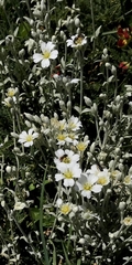 Cerastium candidissimum