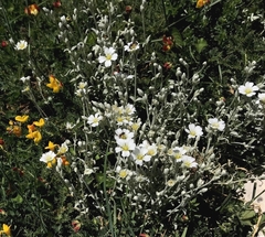 Cerastium candidissimum