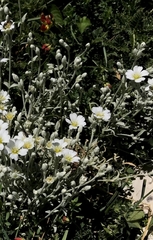 Cerastium candidissimum