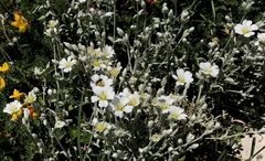 Cerastium candidissimum