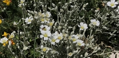 Cerastium candidissimum