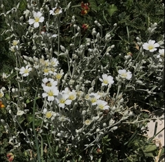 Cerastium candidissimum