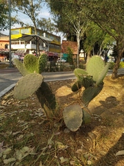Opuntia