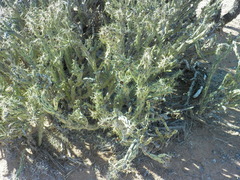 Cylindropuntia calmalliana