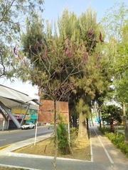 Paraserianthes lophantha