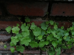 Cymbalaria muralis
