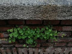 Cymbalaria muralis
