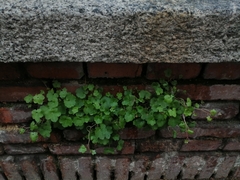 Cymbalaria muralis
